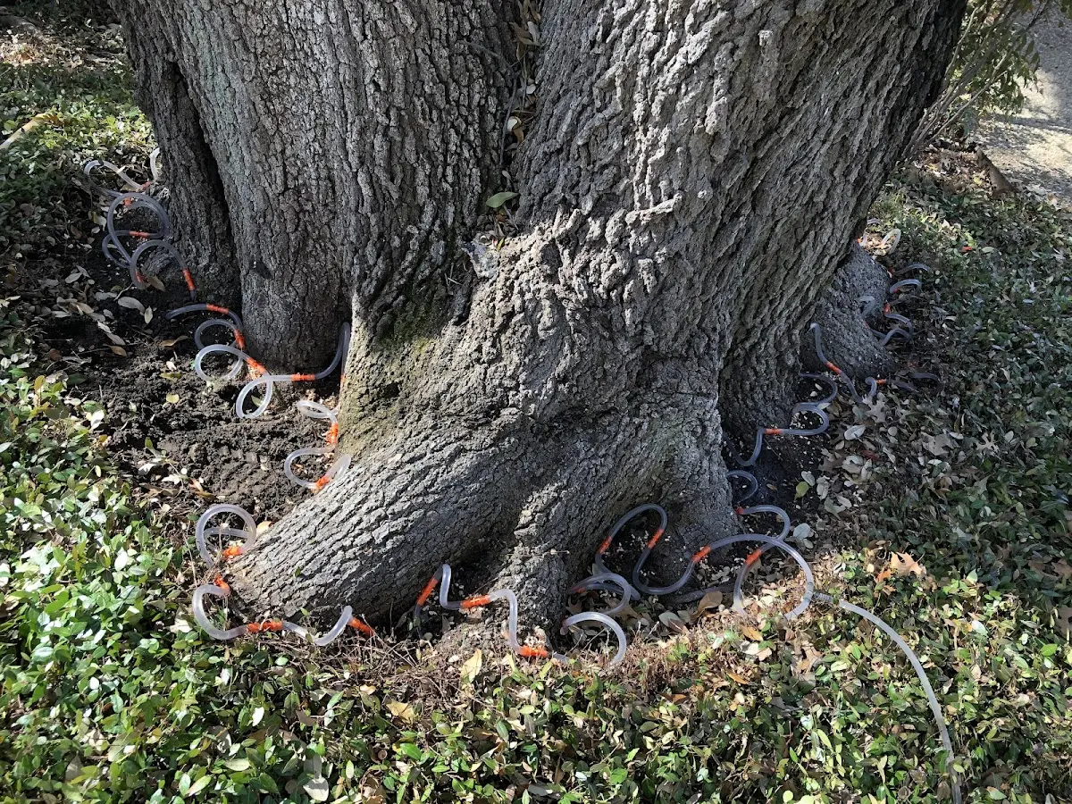 Detailed Tree Cabling and Bracing job site in Kiowa