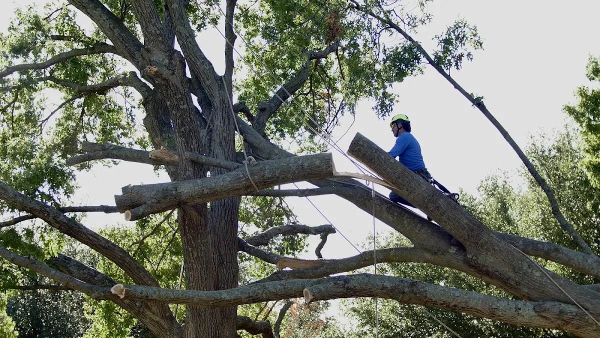 Professional Hazardous Tree Removal performed by certified arborists in Kiowa